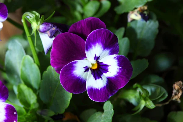 Grupo de flores em ramos — Fotografia de Stock