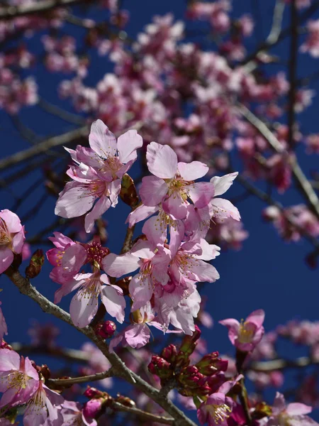 Floraison naturelle de cerisiers — Photo