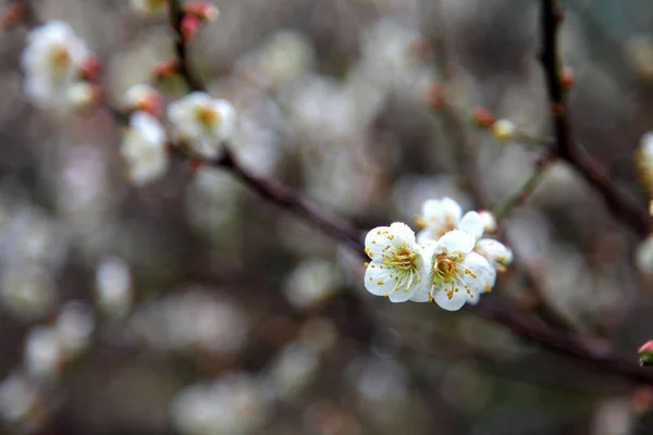 Kvetoucí strom plumeria na jaře — Stock fotografie