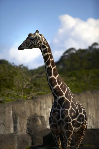 Vilda giraffen betar i zoo — Stockfoto