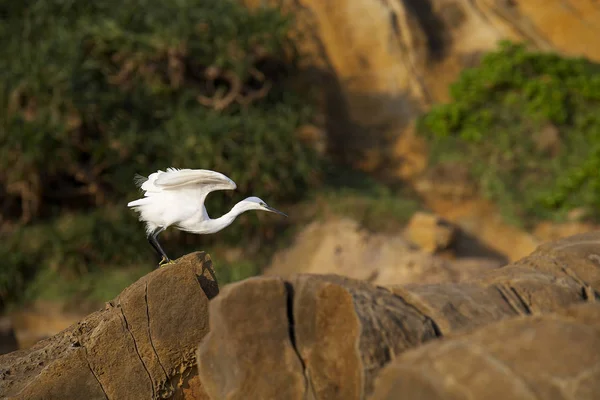 White bird outdoors — Stock Photo, Image