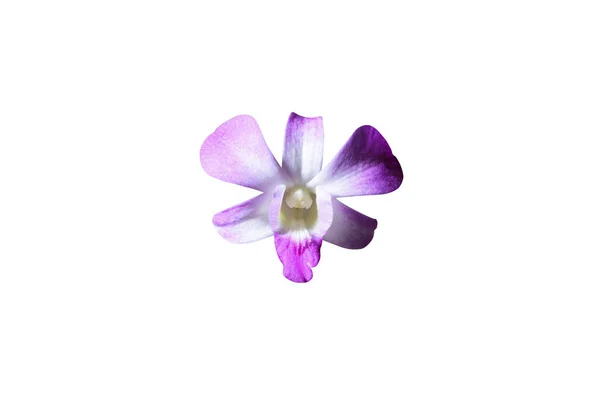 Indah bunga anggrek — Stok Foto