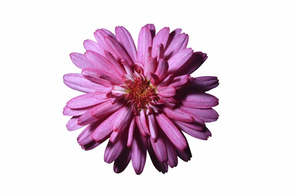 Chrysant bloem hoofd — Stockfoto