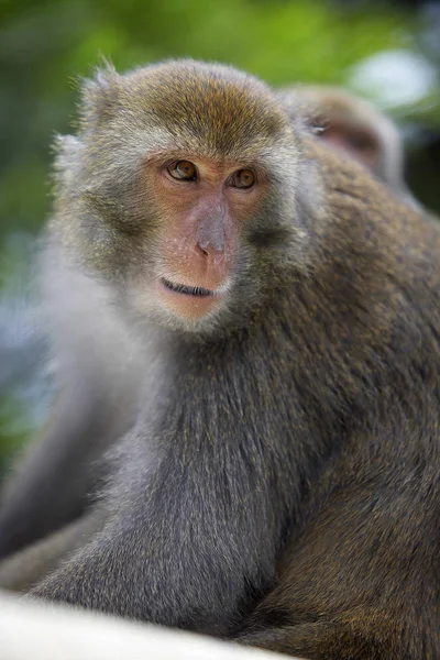 Schattig wild makaak — Stockfoto