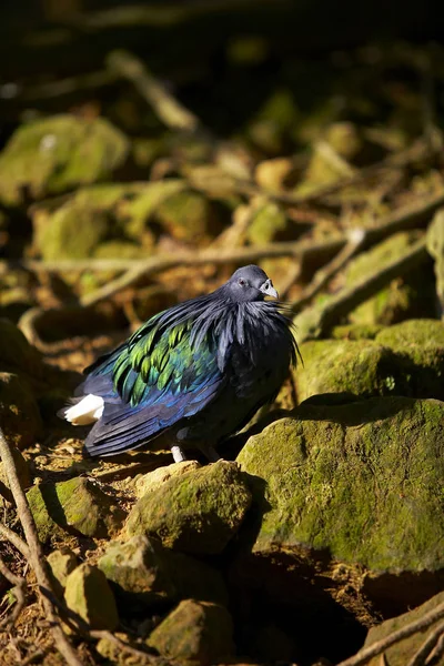 石の上に座って野鳥 — ストック写真