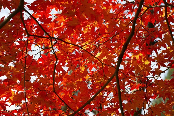 Árboles de arce de otoño — Foto de Stock