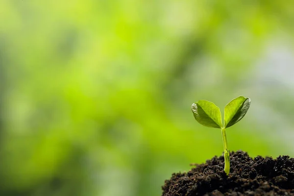 Plante verte poussant dans le sol — Photo