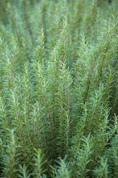 Green rosemary hearbs — Stock Photo, Image