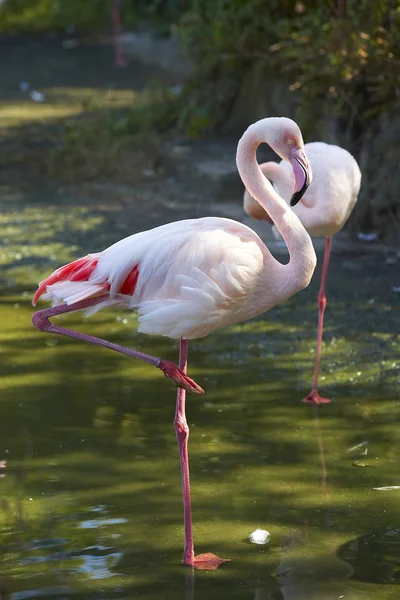 Ayakta ve uyku flamingolar — Stok fotoğraf