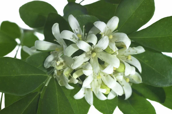 Flores blancas con hojas verdes — Foto de Stock