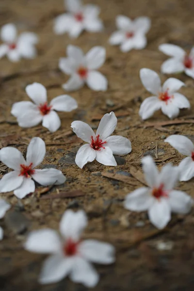 Beyaz düşen vernicia fordii çiçek — Stok fotoğraf