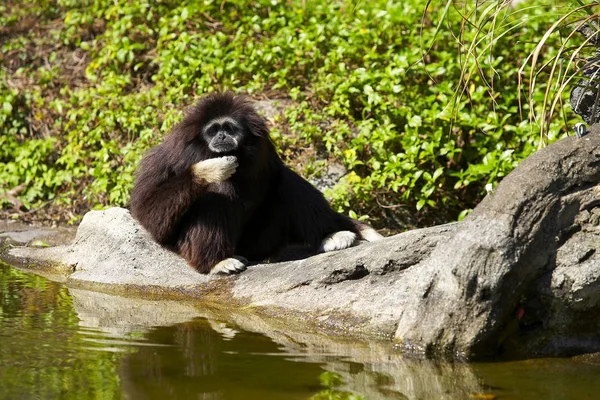 Divertido gibón sentado cerca del agua — Foto de Stock