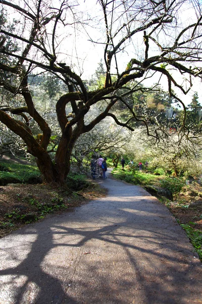 Plumera ağaç bahar Parkı — Stok fotoğraf