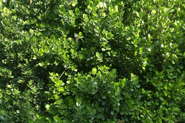 Зеленые листья стены — стоковое фото