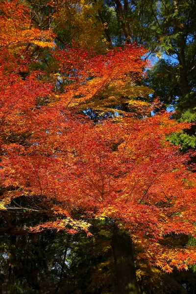 秋のもみじの木 — ストック写真