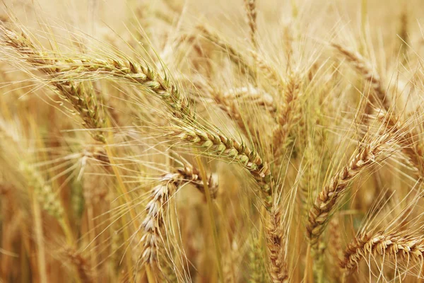 Красиві пшенична сфера — стокове фото