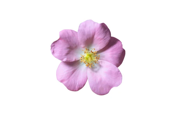 Piękny kwiat wiśni — Zdjęcie stockowe