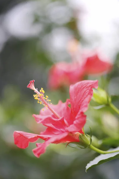 Bela flor de hibisco perto — Fotografia de Stock