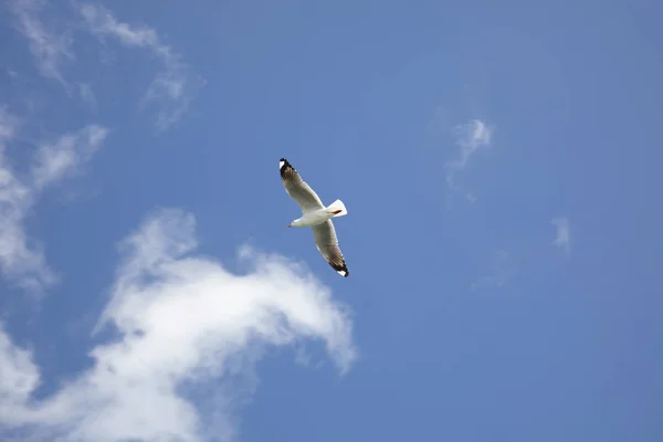 Bird flying against blue sky — Stock Photo, Image