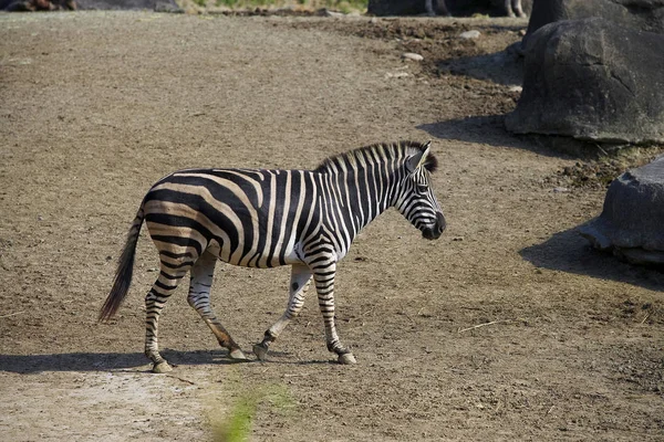 Дикая зебра гуляет в зоопарке — стоковое фото