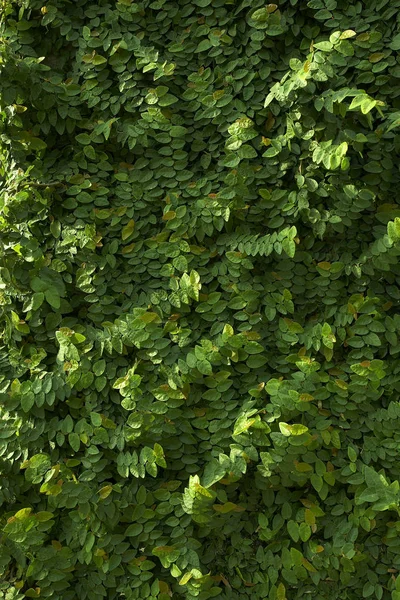 Gröna växtarter — Stockfoto