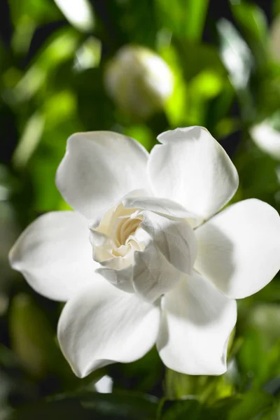 Weiße Gardenia-Blume — Stockfoto