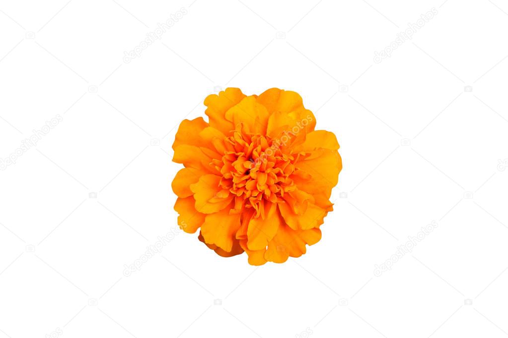 Chrysanthemum Flower Head