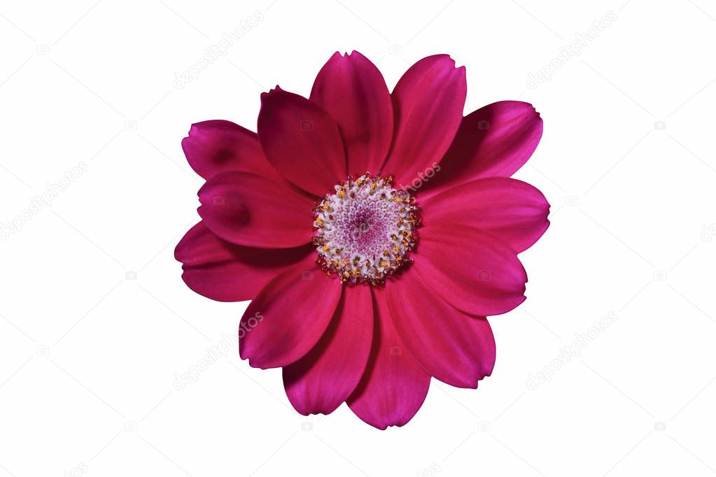 Chrysanthemum Flower Head