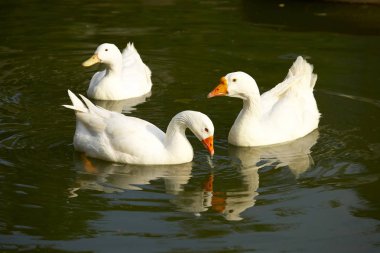 Şirin Yüzme ördekler