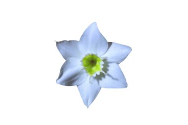 Beyaz arkaplanda güzel bir çiçek