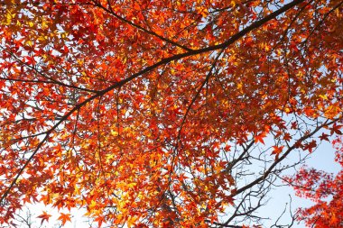 Sonbaharda akçaağaç