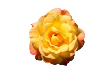 Güzel gül çiçeği 