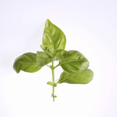 Vanilya yeşil yaprakları