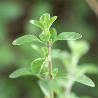 Yeşil nane yaprakları 