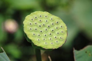Güzel nilüfer çiçeği
