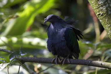 Yabani kuş ağaç gövdesinde oturan 