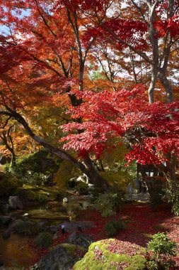 Sonbaharda akçaağaç