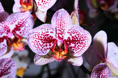 orkide çiçekleri yakın çekim