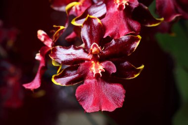 orkide çiçekleri yakın çekim