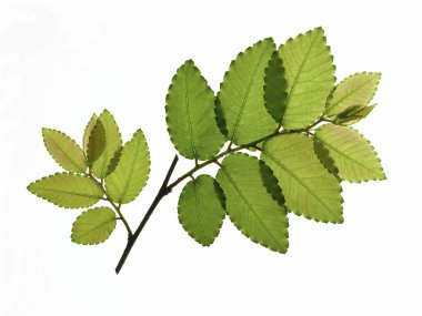 beyaz arkaplanda yeşil yapraklar