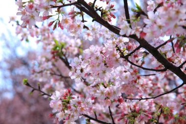 Doğal kiraz çiçeği