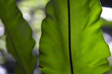 yeşil yapraklar arkaplan