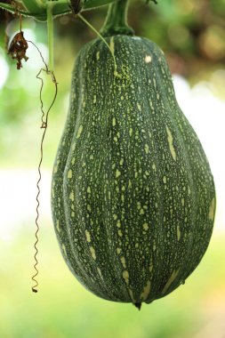 Bahçe organik yeşil kabak