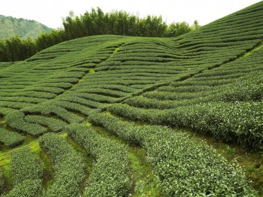 yeşil çay tarlaları