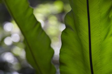 yeşil bitki yaprakları 