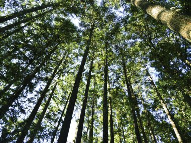 Sabah tropikal orman