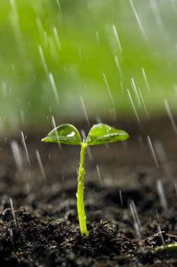 Yeşil bitki toprağa büyüyen