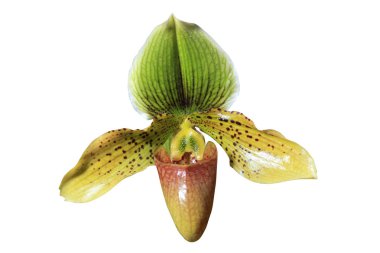 güzel orkide çiçek  