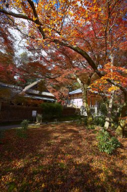 Kırmızı ve sarı akçaağaç yaprakları