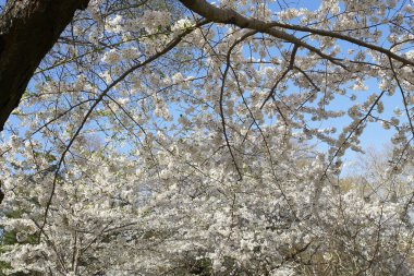 Doğal kiraz çiçeği